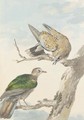 Two Turtle Doves on a tree - Aert Schouman