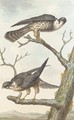 Two Merlins perching on a tree - Aert Schouman