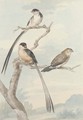 Two long-tailed tits and a bunting - Aert Schouman
