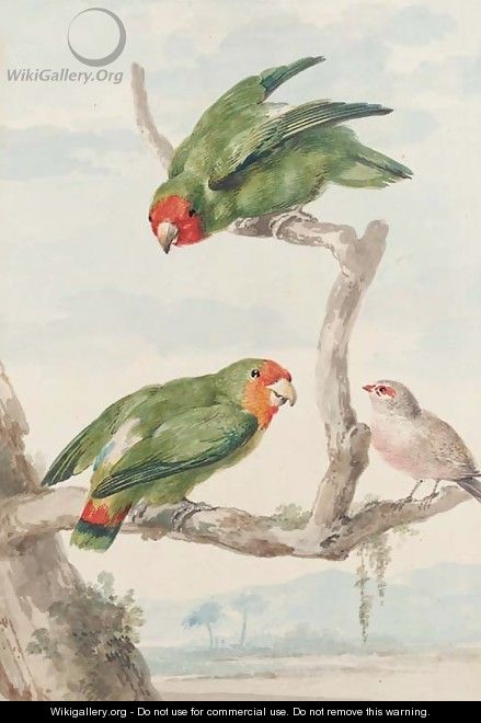 Two green parakeet and a Brazilian robin perching on a tree - Aert Schouman