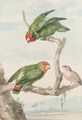 Two green parakeet and a Brazilian robin perching on a tree - Aert Schouman