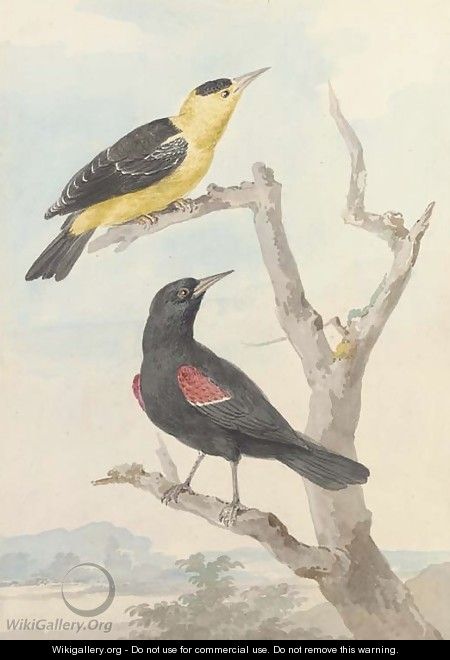 Two exotic birds on a tree - Aert Schouman