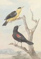 Two exotic birds on a tree - Aert Schouman