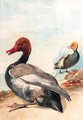 Red-crested porchard with Juvenile looking to the left at the water's edge, a sailing-boat in the background - Aert Schouman