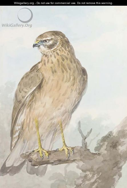 An Sparrowhawk on a branch, looking to the left - Aert Schouman
