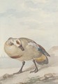 An Egyptian Goose on the shore - Aert Schouman