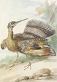 A Sun Bittern displaying - Aert Schouman