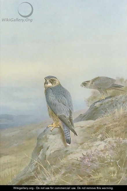 Birds of prey - Archibald Thorburn