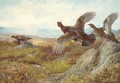 Pheasant - Archibald Thorburn