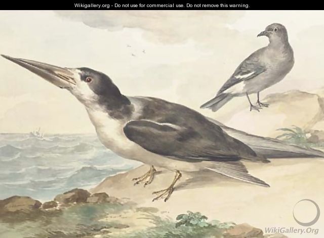 A skimmer and a dove on the sea shore - Aert Schouman