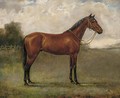 A bay horse in a paddock - Adrienne Lester