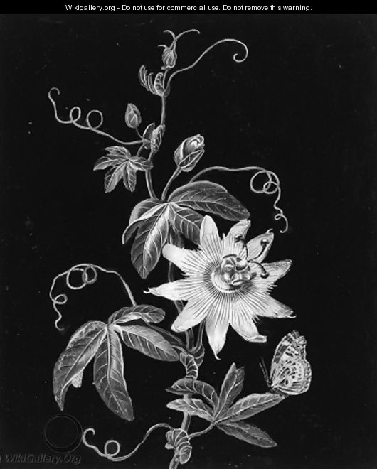 A passion flower with a butterfly - Adam Louis Wirsing