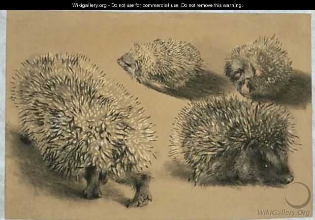Four studies of a hedgehog - Adolph von Menzel