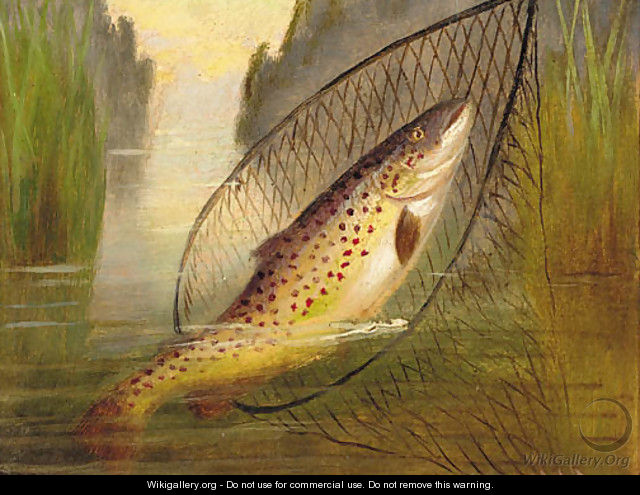 A trout in a net - A. Roland Knight