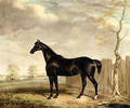 Gypsy, A Black Horse in a Landscape - Abraham and Webster, Thomas Cooper