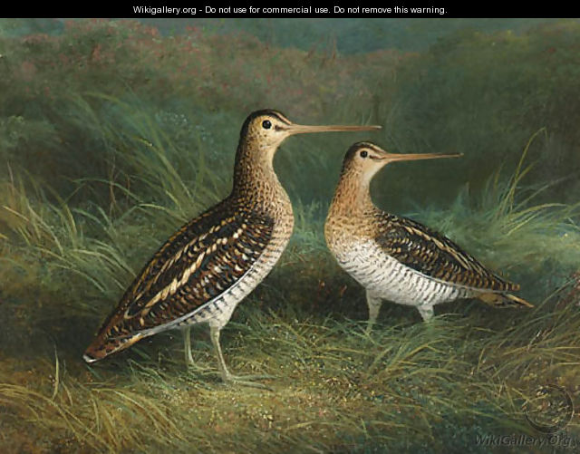 A Pair of Snipe - Abel Hold