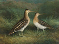 A Pair of Snipe - Abel Hold