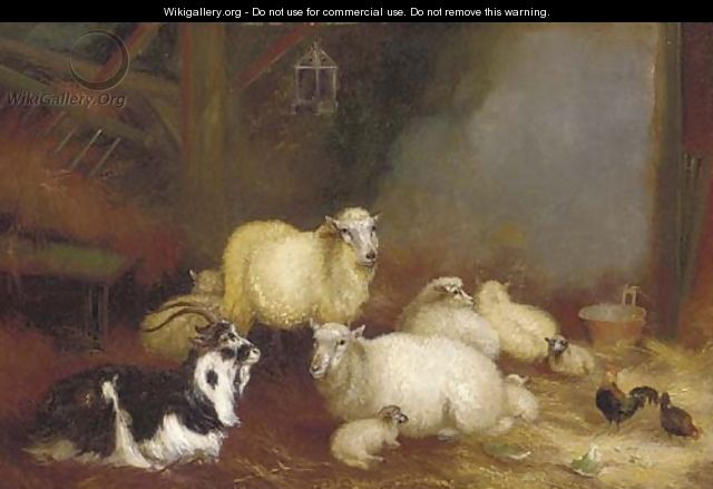 Sheep, chickens and a goat in a barn - A. Jackson