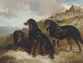 Reuben, Roland, and Rector, black and tan setters in a Highland landscape - Alfred F. De Prades