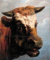 Head of a bull - (after) Jacob Van Strij