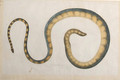 A snake - Franz Anton von Scheidel