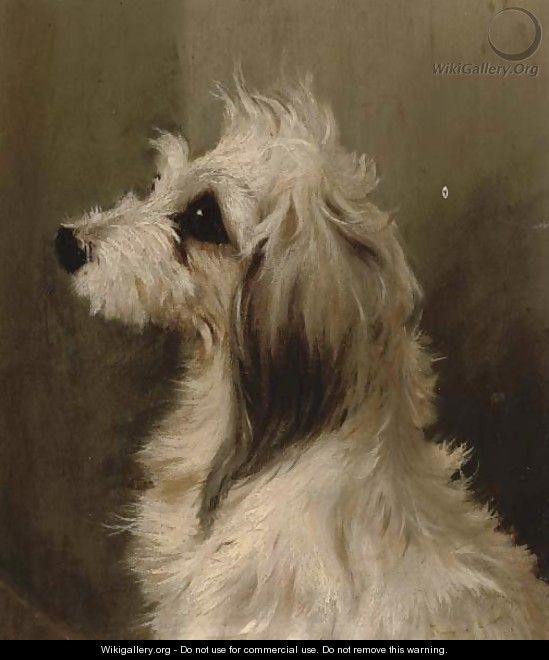 A long-haired white terrier - (after) Edwin Loder