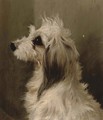 A long-haired white terrier - (after) Edwin Loder