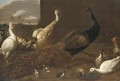 A peacock, a peahen, ducks and fowl poultry in a yard - (after) Adriaen Van Utrecht