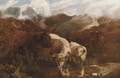 Highland cattle - (after) Robert F. Watson