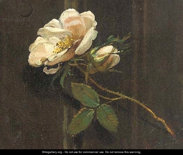 A rose - (after) Simon Pietersz. Verelst
