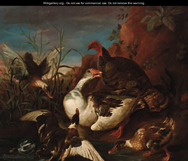 A turkey, a goose, and mallard at the edge of a river - (attr. to) Hondecoeter, Melchior de