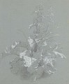 Study of wild flowers - (after) Jan The Younger Weenix