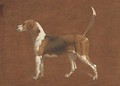 Wallflower, a hound from the North Warwickshire Hunt - Basil J. Nightingale