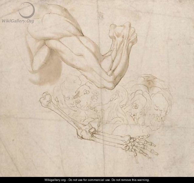 A shoulder and right arm and studies of the bones of the right arm and of five heads - Bartolomeo Torri