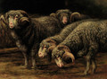 Ewes grazing - Bela Pallik