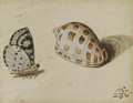 An Arrowhead Blue (Glaucopsyche piasus) butterfly and a Scotch Bonnet (Phalium granulatum) sea shell - Balthasar Van Der Ast