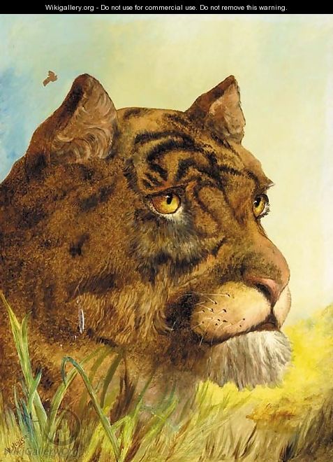 Head of a Tigress - (after) William Huggins