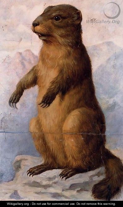 A marmot - August Von Pelzeln
