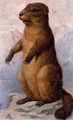 A marmot - August Von Pelzeln