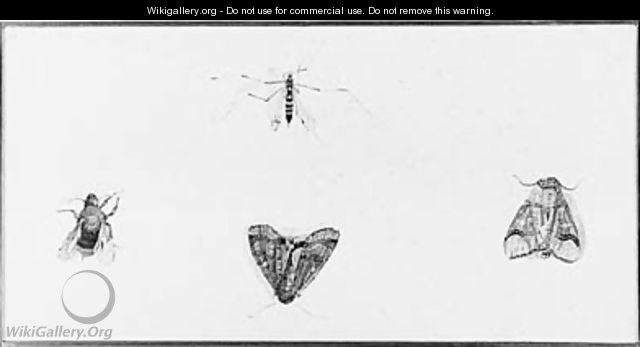 A Buff-tip Moth - (after) Rochus Van Veen