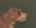 Snarling terriers - (after) Martin Theodore Ward