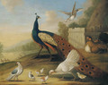 A peacock, doves and chickens in a wooded river landscape - (after) Marmaduke Cradock