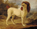 A water spaniel - (after) Jacques Laurent Agasse