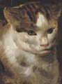 Study of a cat - (after) Jacob Jordaens