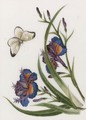 Three exotic flower and butterfly studies - Chinese School