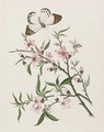 Cherry flowers and a butterfly - Chinese School