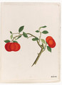A Fine Collection Of Chinese Botanical Studies Of - Chinese School