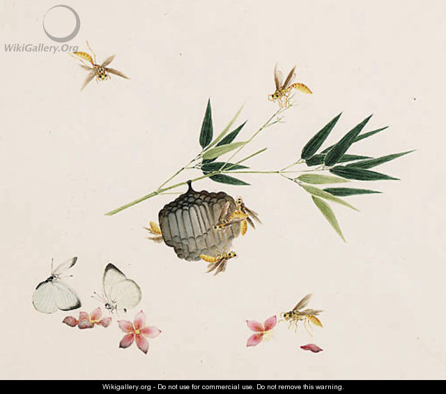 Three Watercolours of Butterflies, Moths and Insects on Plants including Morus nigra (Mulberry), Bambusa (Bamboo), Salix (Willow), Silk Worms - Chinese School
