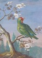 A Red Fronted Parakeet - Christoph Ludwig Agricola