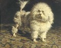 Pedro portrait of a poodle - Charles van den Eycken